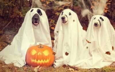 El origen verdadero de Halloween