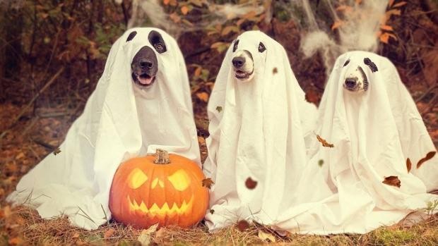 El origen verdadero de Halloween está en el inglés antiguo.